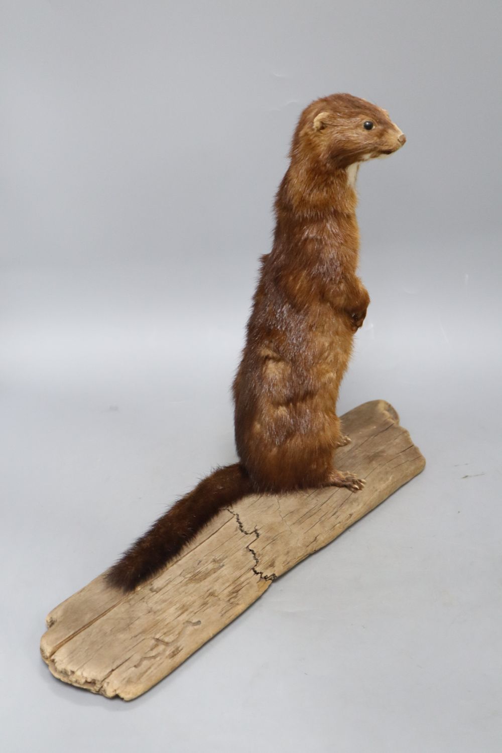 A taxidermic weasel, height 33cm